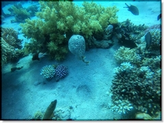 GOPR1751_ALTA3913160386550740899_2