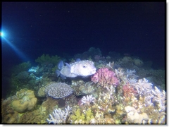GOPR1782_ALTA3913160386550740899